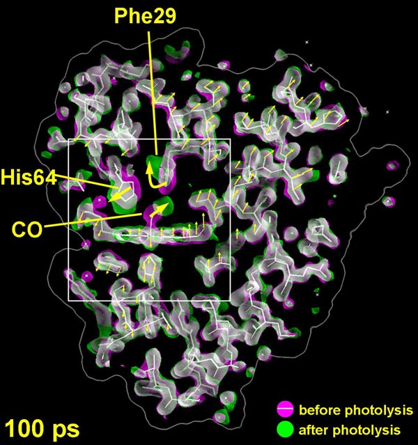 A myoglobin molecule before (magenta) and 100 picoseconds after (green) photolysis, click to 
 view at higher resolution.