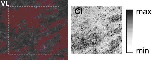 Visible light microscopy image (VL) and atomic distribution of Chlorine of one of the samples with moderate alterations (obtained by micro X-ray fluorescence with an exciting beam of 3.9keV). Copyright American Chemical Society.