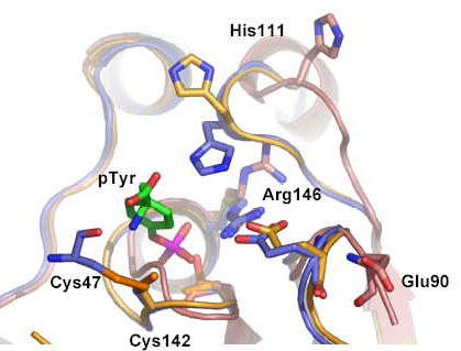 The active site of Sdp1 showing both the high and low activity states