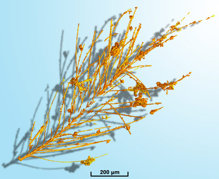 3D reconstruction of the basis of one of the feathers. Credits: Paul Tafforeau/ESRF.