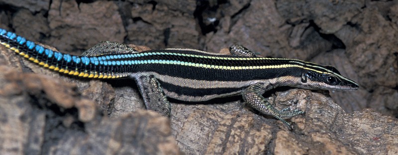 holaspis guentheri