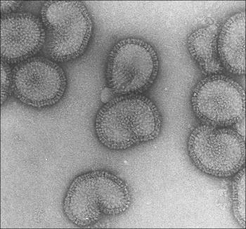 influenzavirus