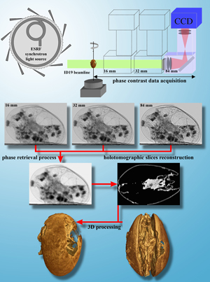 Holotomograpy Process