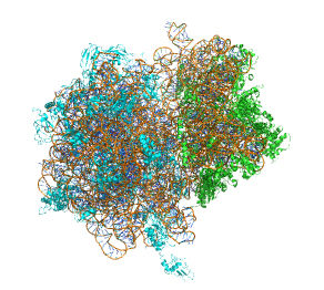 ribosomebowler