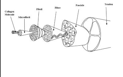 tendons