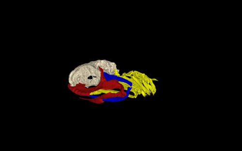 3D shark skull_1-resize500x312.jpeg