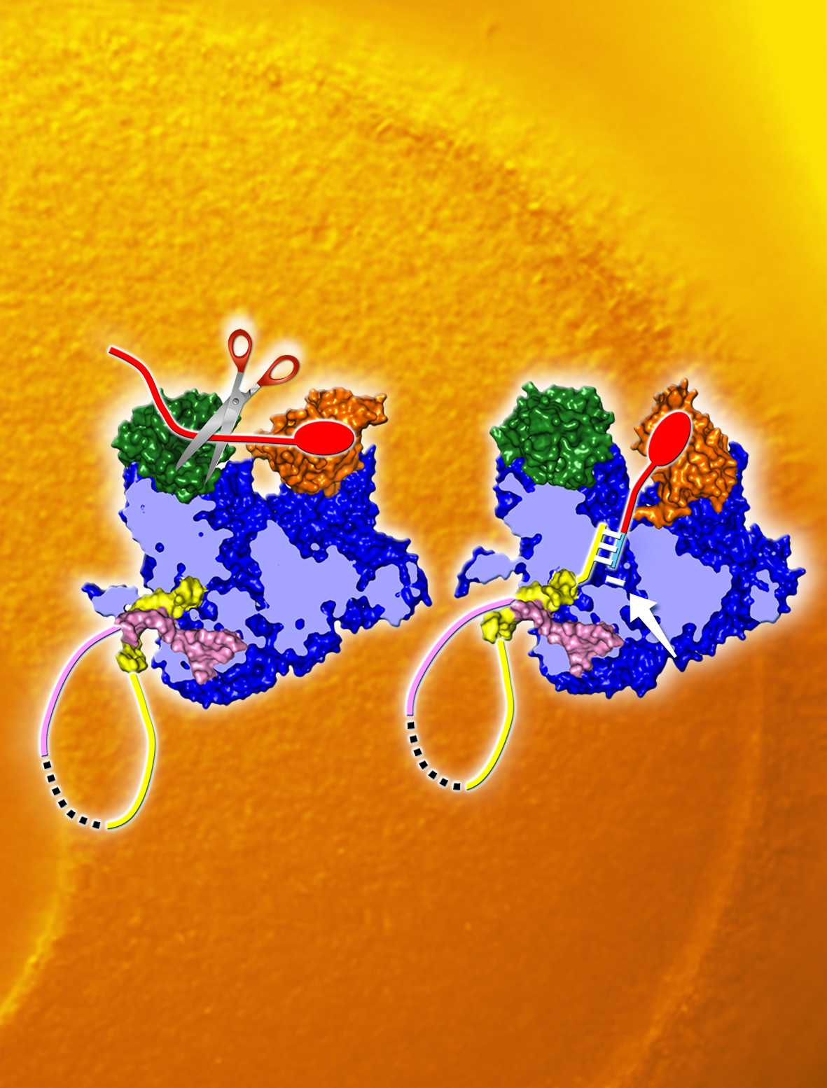 Cusack_for Sonia.jpg