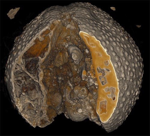 fossil1 (500x454).jpg