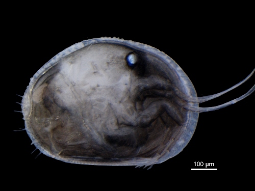 shrimp1 (500x375).jpg