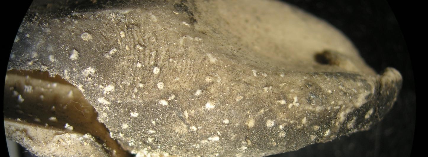 degradation features and fingerprint.jpg