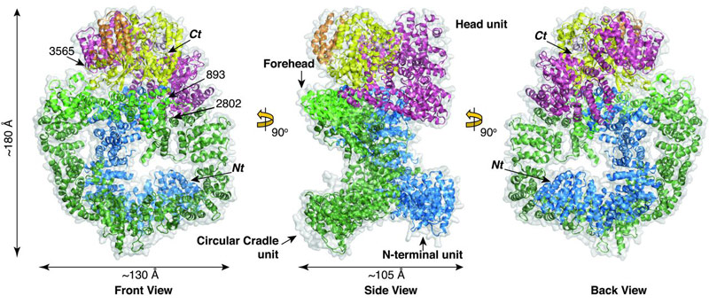 Overall crystal structure of DNA-PKcs