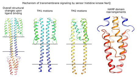 2017-05-19-transmembrane-signal-relay-gif.gif