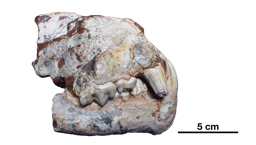 web-APardinensis-Monte-Argentario-skull.jpg