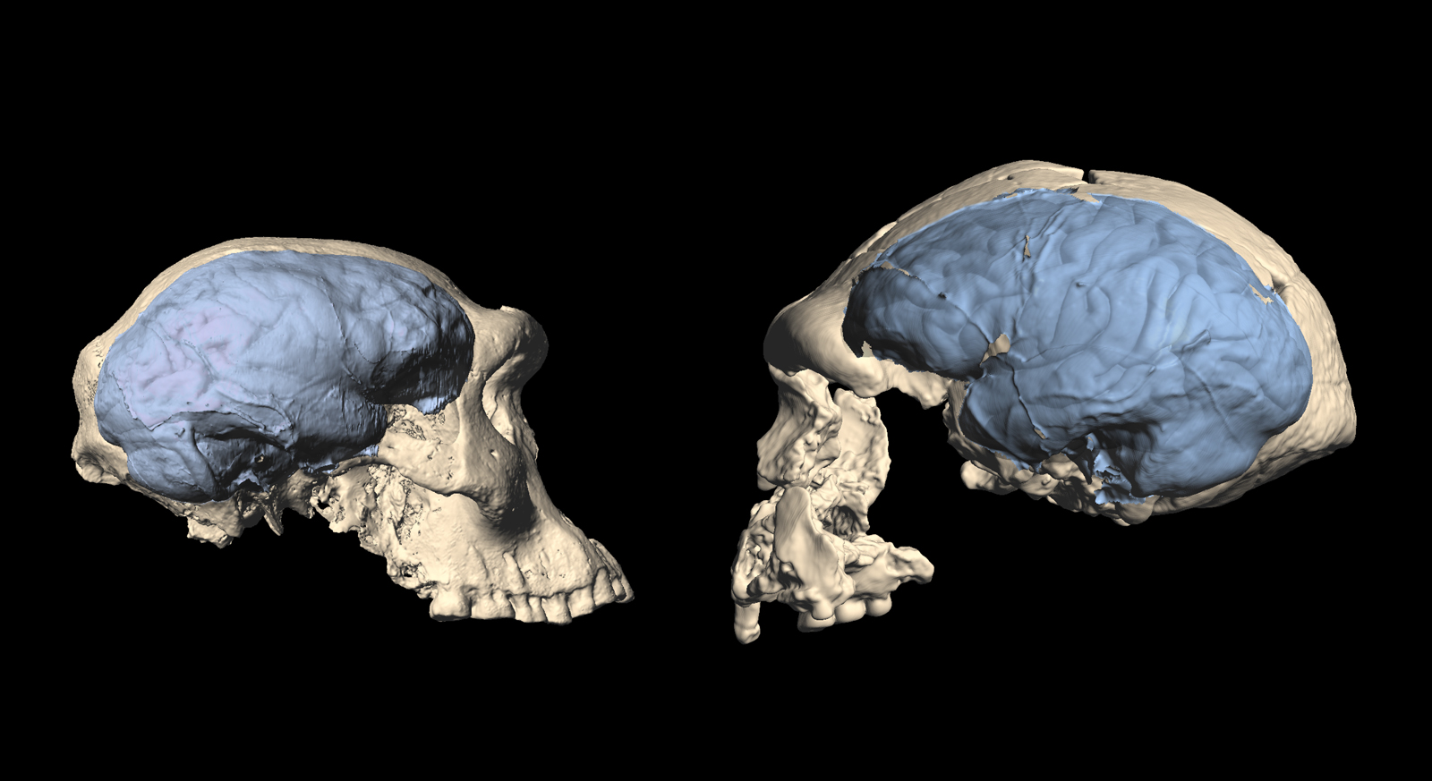 Fig7b_Dmanisi4500+Sangiran17_B.jpg