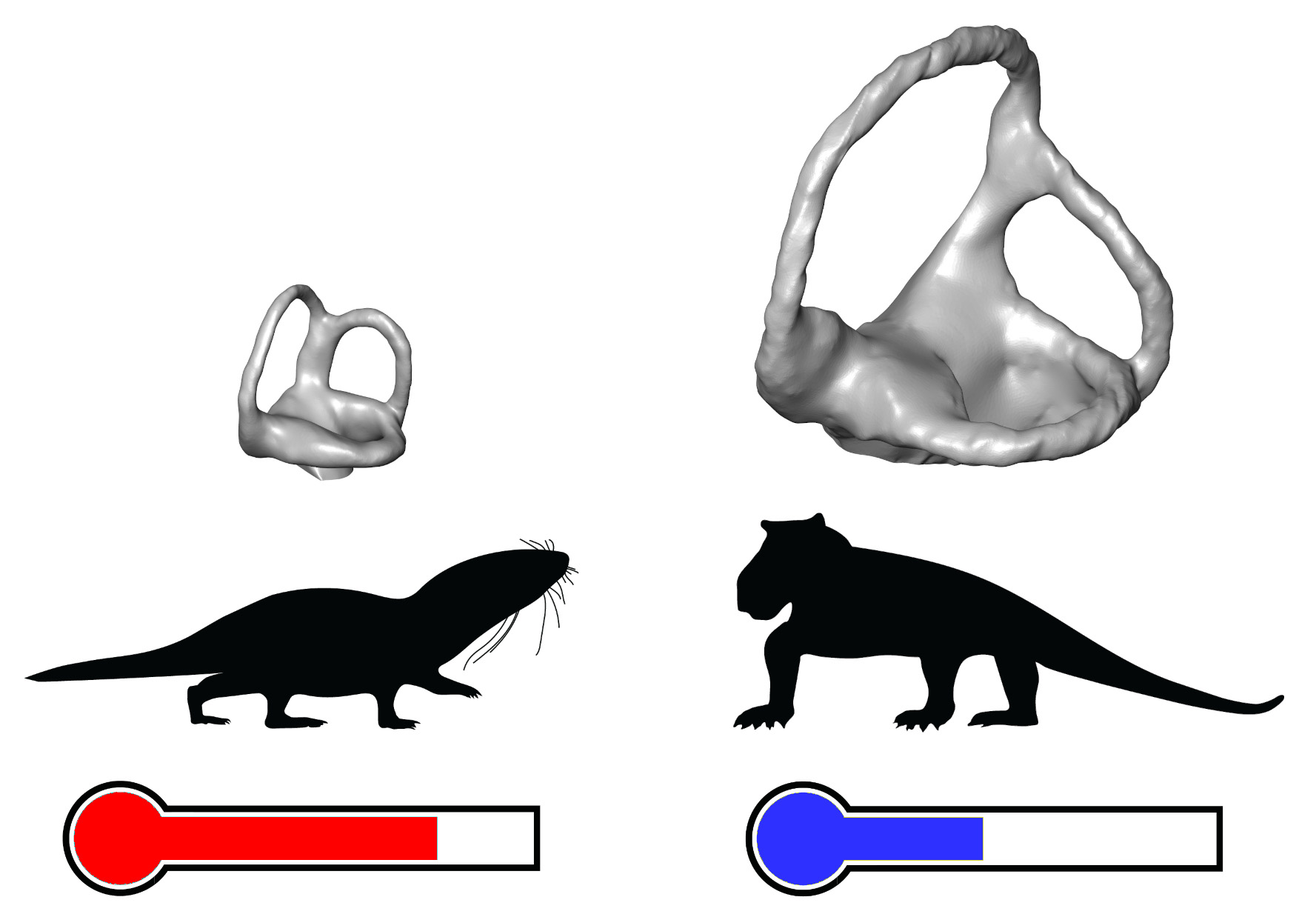 New insight into how mammal ancestors became warm-blooded New insight into how mammal ancestors became warm-blooded