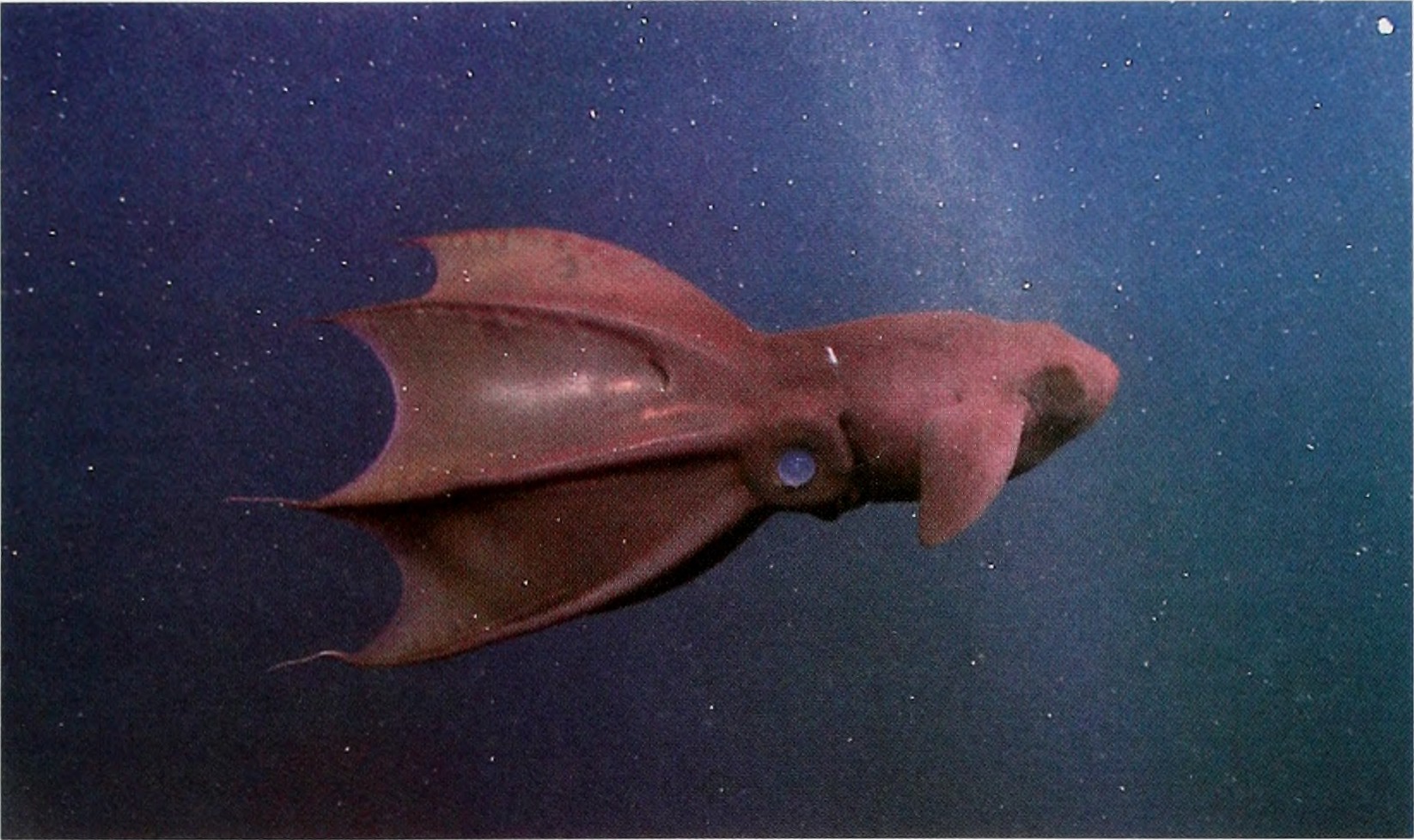 Vampyroteuthis_infernalis_Image_from_page_230_of__The_Biological_bulletin_.jpg
