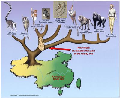 Evolutionary tree with Archicebus