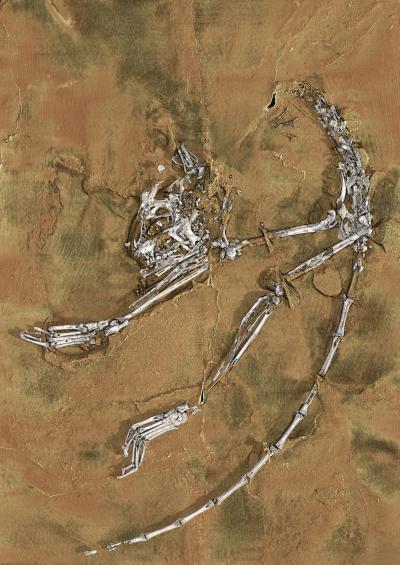 Fossil of Archicebus Achilles