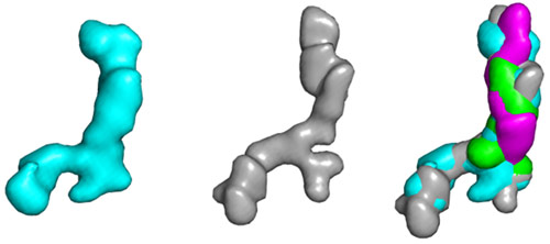 Structure of tropoelastin