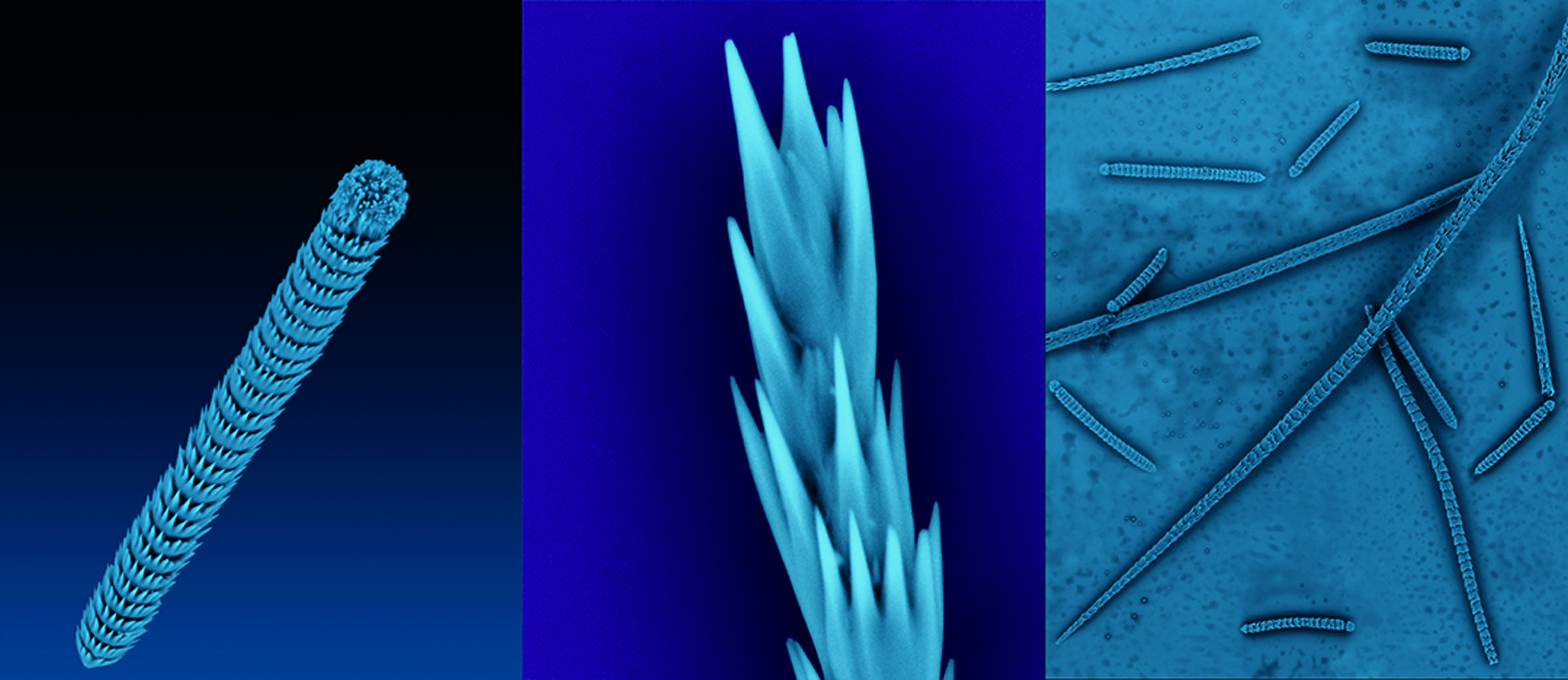 seasquirt montage, p20.jpg