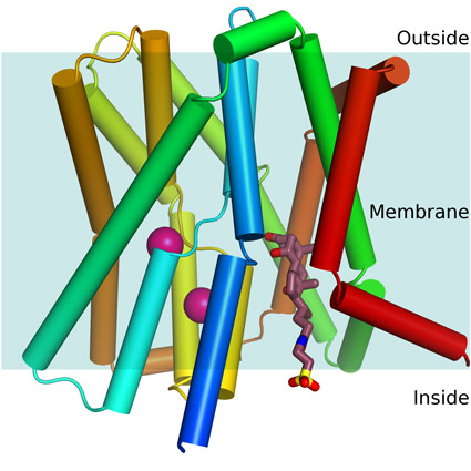 The ASBTnm structure embedded in the membrane.