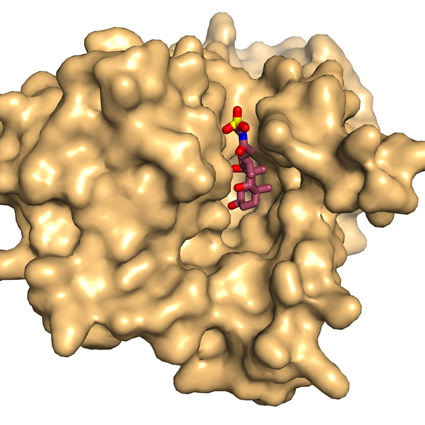 ASBTnm looking from the inside face of the membrane showing bile acid bound within a deep cavity.