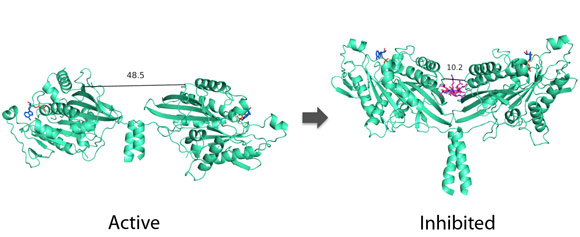 Kinesin-1 autoinhibition.
