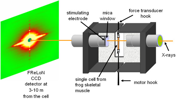 The experimental setup