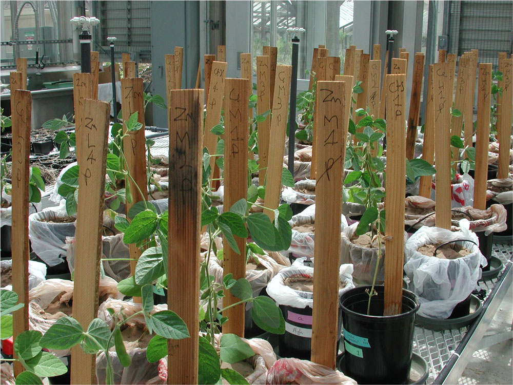 Mature soybean plants