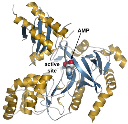Structure of AtGH3.12