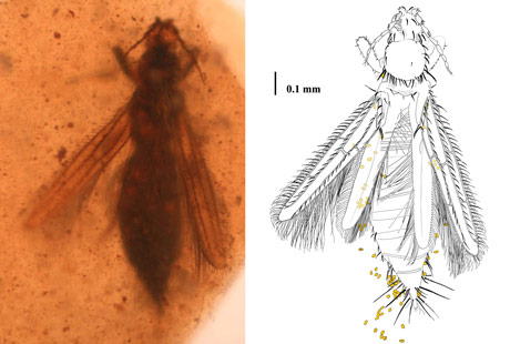 Gymnospollisthrips major with pollen grains attached