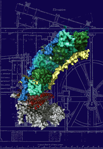 Structure of the membrane domain of respiratory complex I from E. coli.