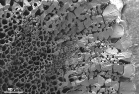 Scanning electron microscopy image of a section of sea urchin spine.