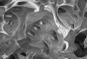 Scanning electron microscopy image of a section of sea urchin spine.