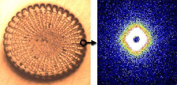 Light micrograph of a thin cross-section of sea-urchin spicule and 2D small angle X-ray scattering (SAXS) image of a selected region.
