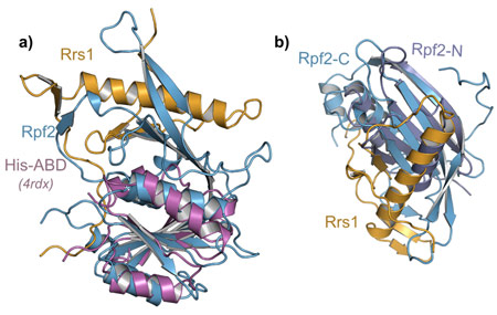 Rpf2-Rrs1 form a tandem ABD domain assembly