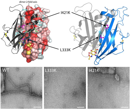 Dimeric assembly of UMOD responsible for homopolymerisation