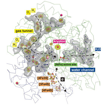 Gas and water tunnel networks in an O2-tolerant NiFe hydrogenase