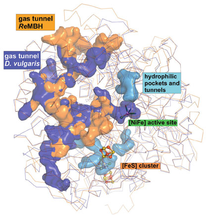 Comparison of the cavities in O2-tolerant (orange) and O2-sensitive (blue) NiFe hydrogenases.