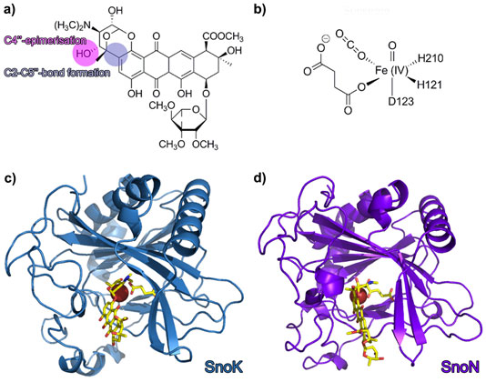 Nogalamycin and the structures of SnoN and SnoK