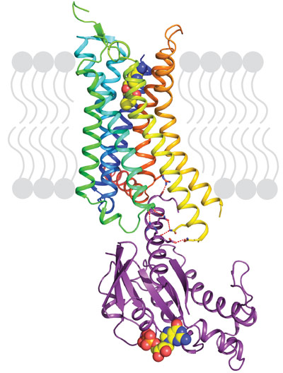 Structure of agonist-bound A2AR coupled to mini-Gs