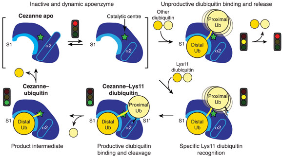 Model of the catalytic mechanism for the Lys11-specific DUB Cezanne.