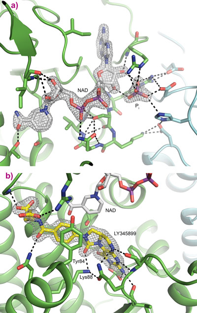 Cofactor and inhibitor binding sites.