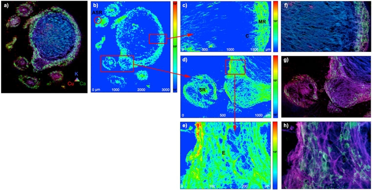 Images of lettuce root cross section exposed to weathered CuO nanoparticles at 400 mg/kg for 70 days
