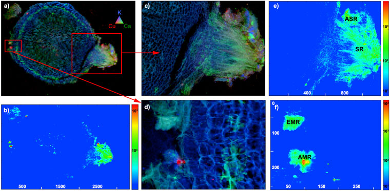 Images of lettuce root cross section exposed to unweathered CuO nanoparticles at 400 mg/kg for 70 days