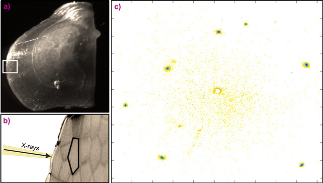 Pearl oyster shell and X-ray Bragg diffraction pattern 