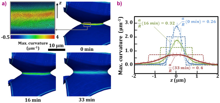 Evolution of 3D maximum principal curvature rendering of neck IV with time