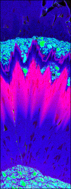 Distribution of S as sulfate (red) in the F-rich layer of Antarctica subglacial calcites