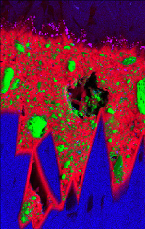 S as sulfate (red) permeates the calcite matrix of particulate-rich layers within the subglacial calcites