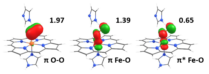 Iron-oxygen bonding in heme